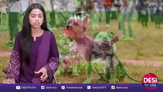 AI Saves Dog from Deadly Disease – Incredible True Story